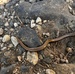 IMG_8845.jpeg